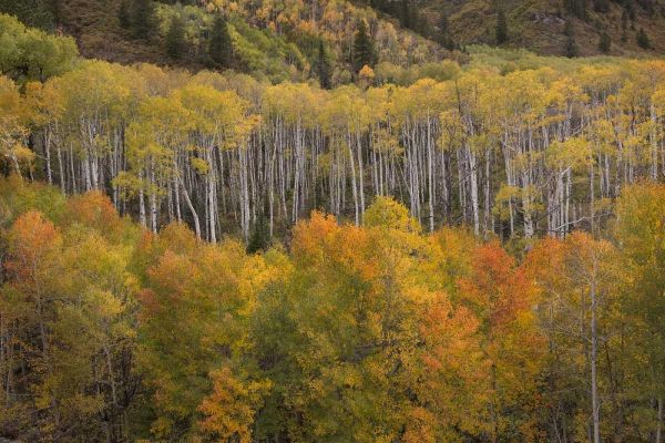 CO, White River NF Aspen grove at peak autumn